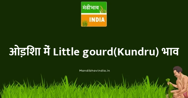 Little gourd(Kundru) भाव